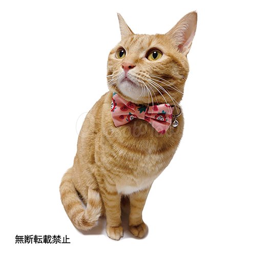 TUNAGO】TUNAGO ENVY Cat Collar Set / ツナゴ エンビー キャット