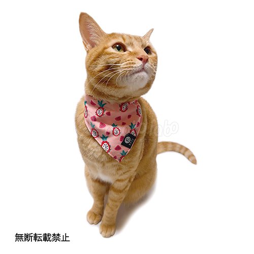 TUNAGO】TUNAGO ENVY Cat Collar Set / ツナゴ エンビー キャット