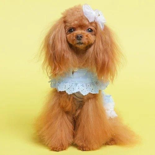 新品　ゴッドピヴァ GODPIVA テラヘルツ ボア　ワンピース GODPIVA】テラヘルツレースワンピース［ゴッドピバ