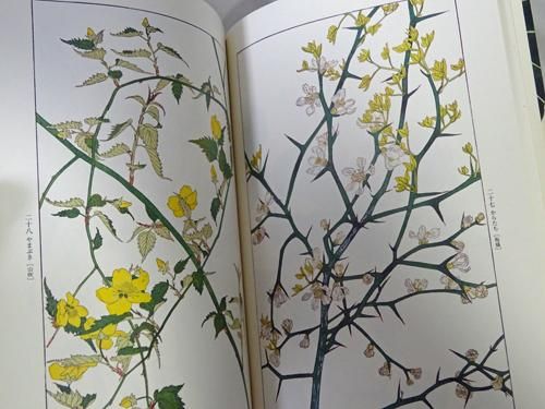 非水百花譜 杉浦非水 - 古本買取販売 ハモニカ古書店 建築 美術