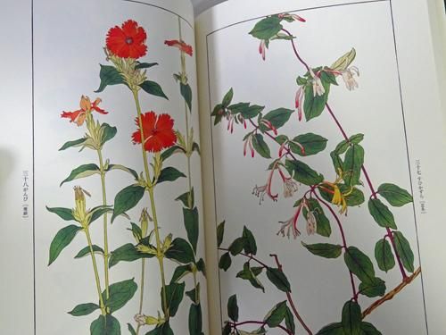 非水百花譜 杉浦非水 - 古本買取販売 ハモニカ古書店 建築 美術 写真 