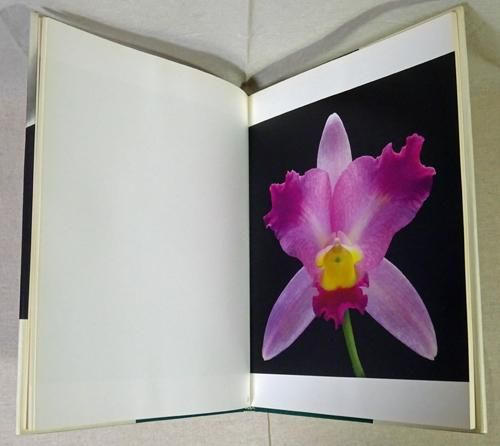 Robert Mapplethorpe: Flowers ロバート・メイプルソープ - 古本