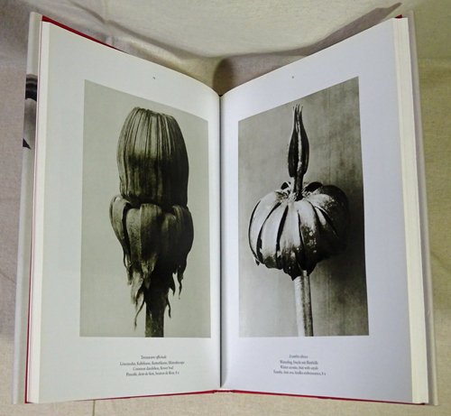 Karl Blossfeldt: The Complete Published Work カール・ブロス 