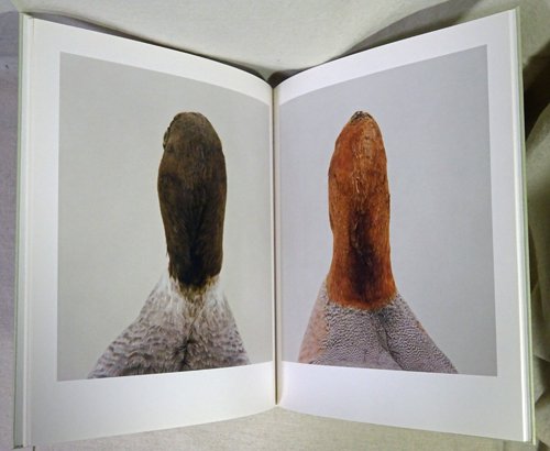 【希少本】bird by RONI HORN ロニ・ホーン作品集C_BOOKS