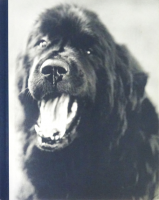 Bruce Weber: Gentle Giants A Book of Newfoundlands ֥롼С