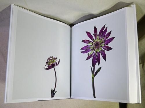 Flower by Andrew Zuckerman アンドリュー・ズッカーマンの画像