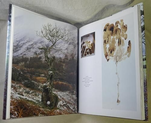 Wood by Andy Goldsworthy アンディー・ゴールズワージー - 古本
