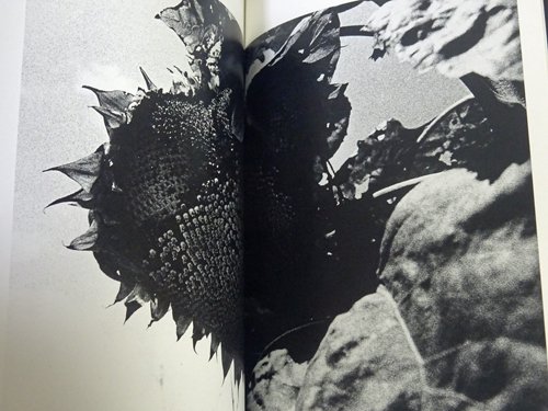 Daido Moriyama: Sunflower 森山大道 サイン入り - 古本買取販売