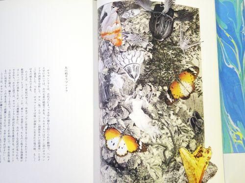妖精たちの森 野中ユリ画集 新装版 - 古本買取販売 ハモニカ古 妖精たちの森 野中ユリ画集 新装版 - 古本買取販売 ハモニカ古