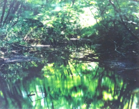 Water Mirror