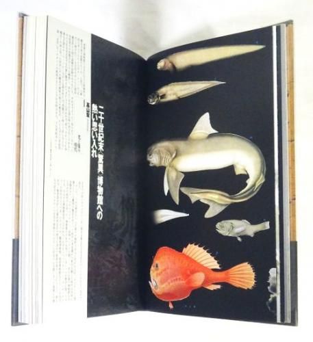 想像力博物館 荒俣宏，鈴木一誌，春井裕 - 古本買取販売