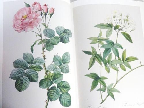 Les Roses バラ図譜 普及版 ピエール=ジョゼフ・ルドゥーテ - 古本買取