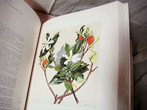 薬用植物画譜／小磯良平画 - 古本買取販売 ハモニカ古書店 建築 美術 