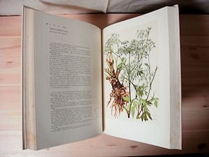 薬用植物画譜 日本臨床社 解説:刈米達夫 画:小磯良平 | 薬用植物画譜