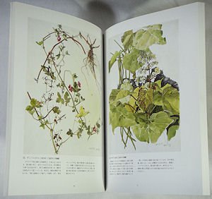 小磯良平の描いた薬用植物画 - 古本買取販売 ハモニカ古書店 建築 美術