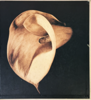 Robert Mapplethorpe: Pistils Сȡᥤץ륽