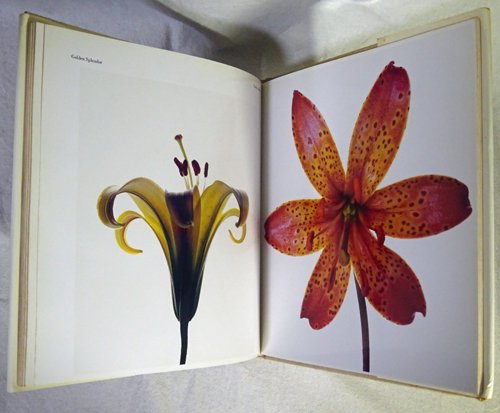 FLOWERS】Irving Penn 花の写真集 アーヴィング・ペン 洋書 フラワーズ 