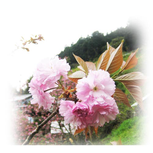 奈良の八重桜大きな花