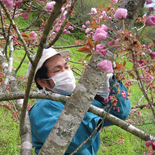 桜の花摘み取り作業