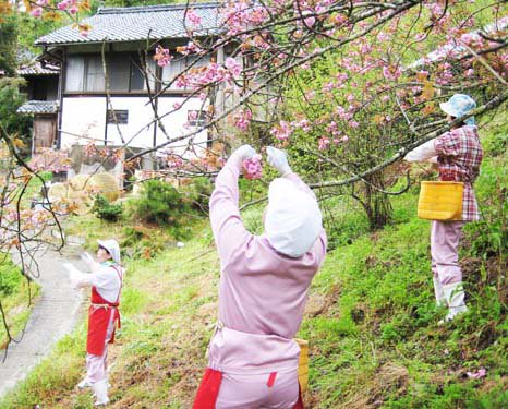 桜の花の摘み取り作業