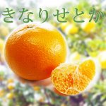 ◆柑橘のいいことどり 豊潤な香り◆木成りせとか【3kg】 和歌山県産