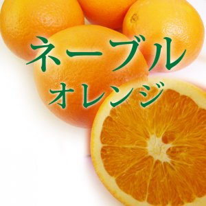 <img class='new_mark_img1' src='https://img.shop-pro.jp/img/new/icons25.gif' style='border:none;display:inline;margin:0px;padding:0px;width:auto;' />◆あふれる果汁◆ネーブル オレンジ 【3kg】 和歌山県産