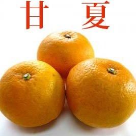 <img class='new_mark_img1' src='https://img.shop-pro.jp/img/new/icons1.gif' style='border:none;display:inline;margin:0px;padding:0px;width:auto;' />̣ǤäѤŲ 3kg ²λŸ