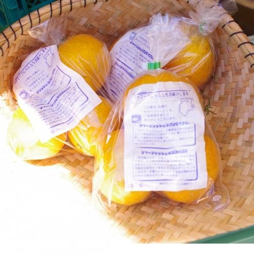 夏みかんと八朔のあわせ柑橘 サマーフレッシュ 農悠舎王隠堂(自家栽培 無添加 手作りをモットーとして栽培、製造に励んでいます!)