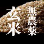 新米◆自然の恵みをそのまま◆農薬不使用 こしひかり 玄米 【5kg】 和歌山県産