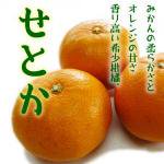 【数量限定 3月1日〜】◆柑橘のいいことどり 豊潤な香り◆せとか【3kg】 和歌山県産　　