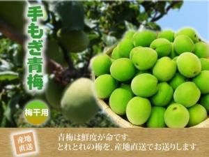 Amazon | 自然農法梅干【紀和の里梅】＜つぶれ＞ 500g ※無農薬無