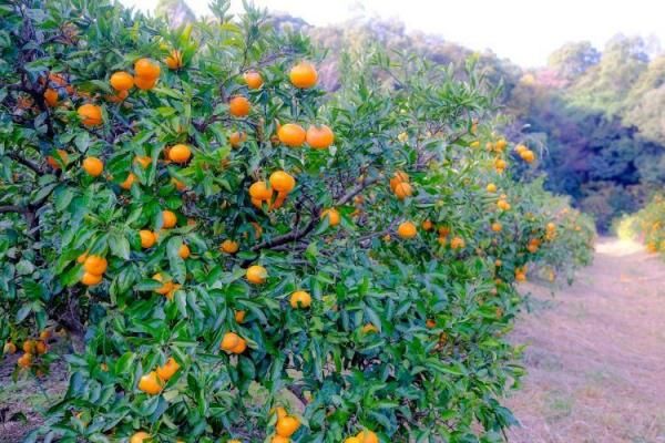 ��̵�����ߤ��� �� ���Ÿ����ۡ�����̣�ȴŤߤΥХ�󥹤���̯��