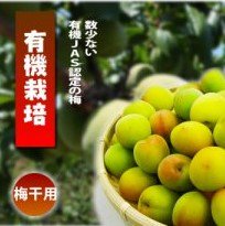 有機栽培梅。低農薬・除草剤を使わない栽培。梅干用- 安全な野菜と梅