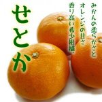 【数量限定 3月1日〜】◆柑橘のいいことどり 豊潤な香り◆せとか【5kg】 和歌山県産　