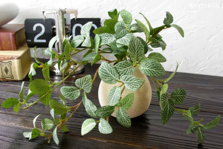 人工観葉植物 フィットニア 鉢付 （フェイクグリーン 光触媒加工